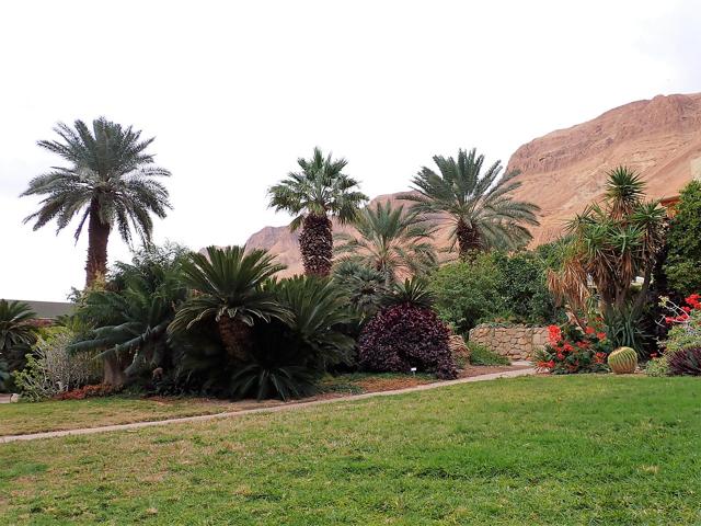 Ein Gedi